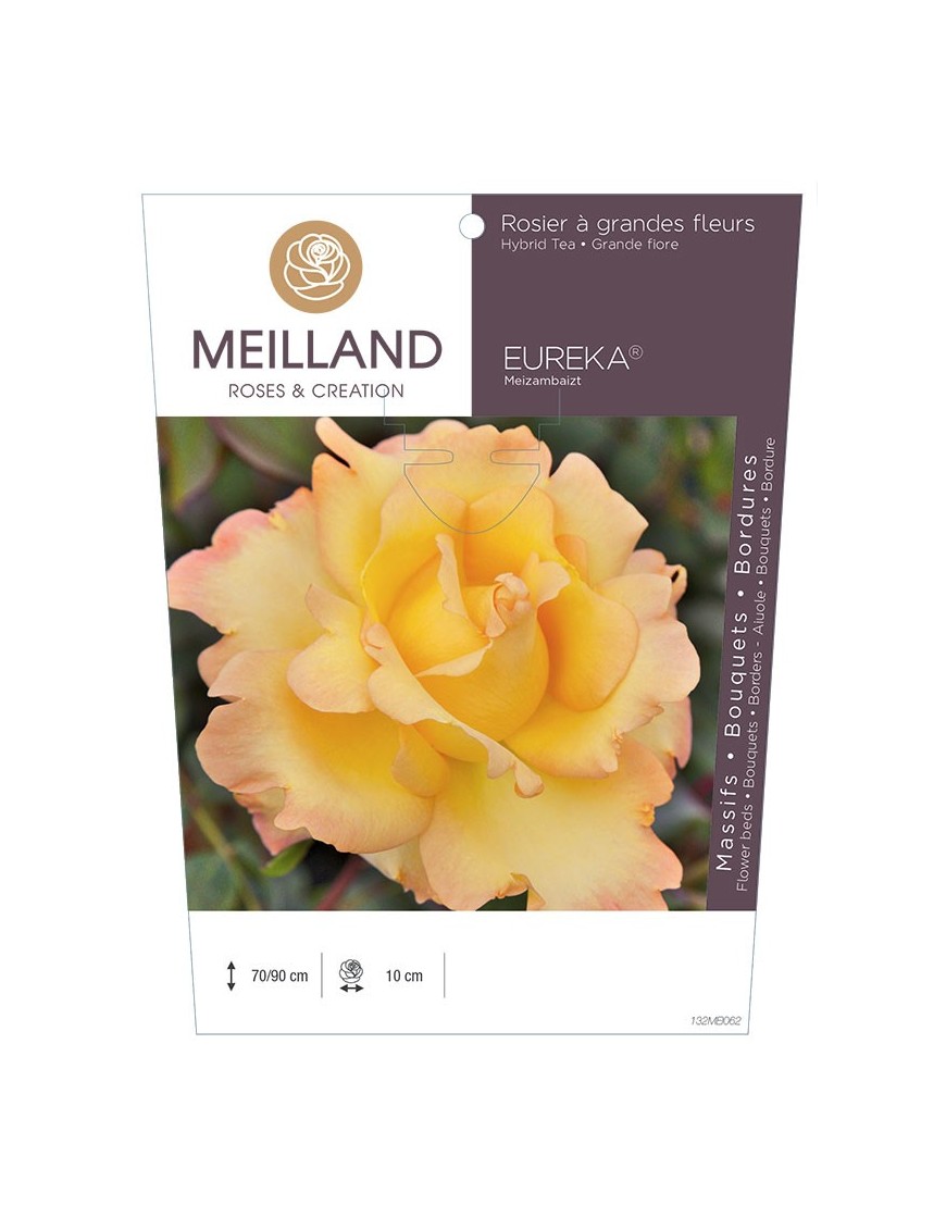 Rosier à grandes fleurs EUREKA ® Meizambaizt