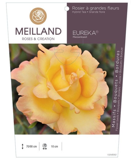 Rosier à grandes fleurs EUREKA ® Meizambaizt