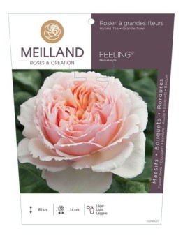 Rosier à grandes fleurs FEELING ® Meisabeyla
