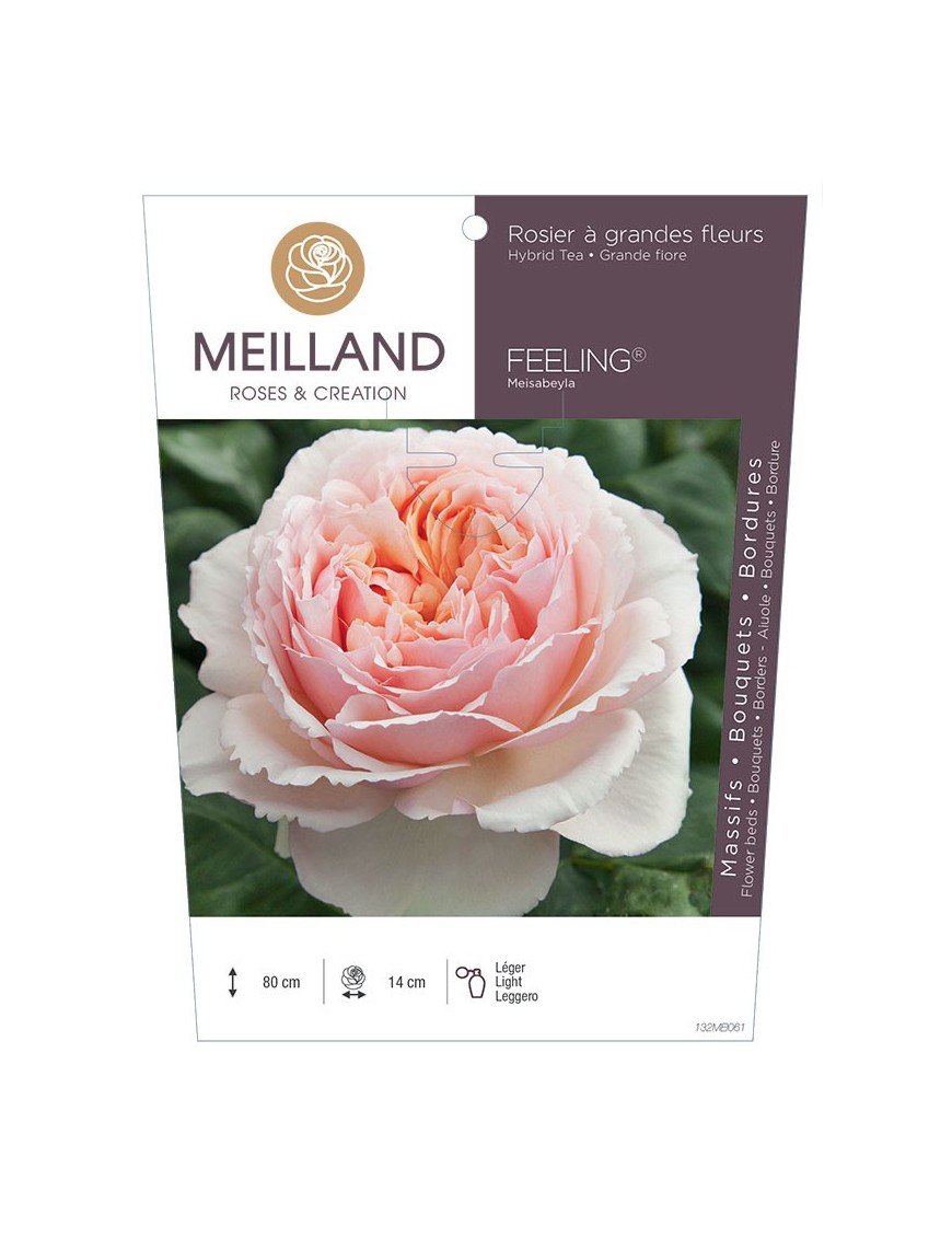 Rosier à grandes fleurs FEELING ® Meisabeyla