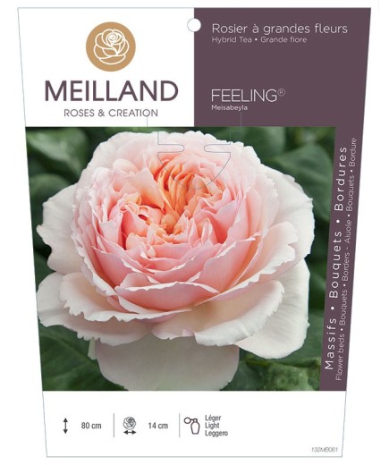 Rosier à grandes fleurs FEELING ® Meisabeyla