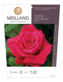 Rosier à grandes fleurs FEMME ACTUELLE ® Richzone *