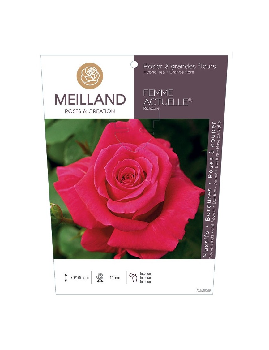 Rosier à grandes fleurs FEMME ACTUELLE ® Richzone *