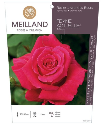 Rosier à grandes fleurs FEMME ACTUELLE ® Richzone *