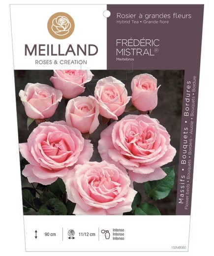 Rosier à grandes fleurs FRÉDÉRIC MISTRAL ® Meitebros