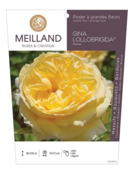 Rosier à grandes fleurs GINA LOLLOBRIGIDA ® Meilivar