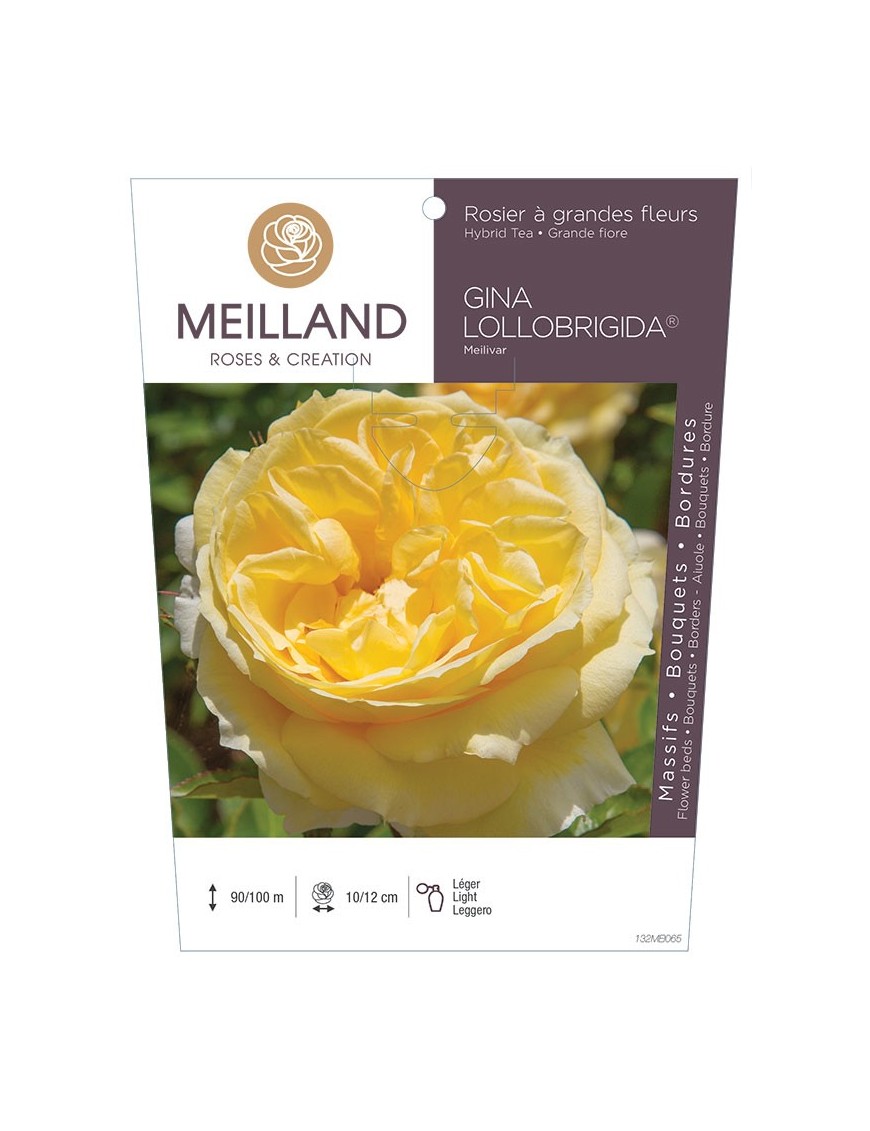 Rosier à grandes fleurs GINA LOLLOBRIGIDA ® Meilivar