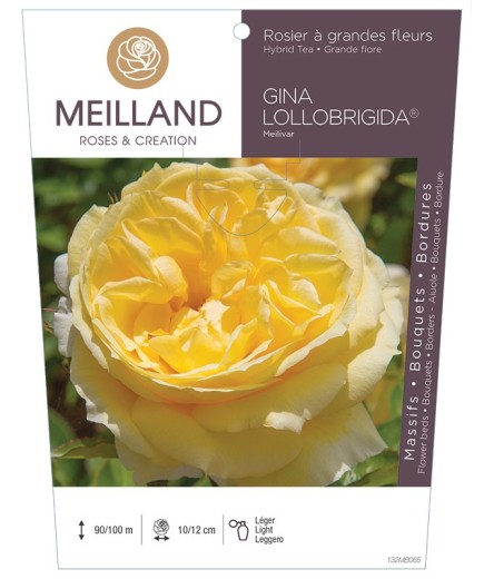 Rosier à grandes fleurs GINA LOLLOBRIGIDA ® Meilivar