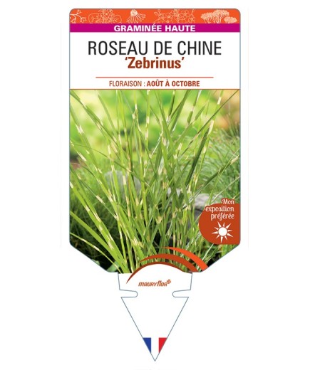 MISCANTHUS sinensis Zebrinus voir Roseau de Chine