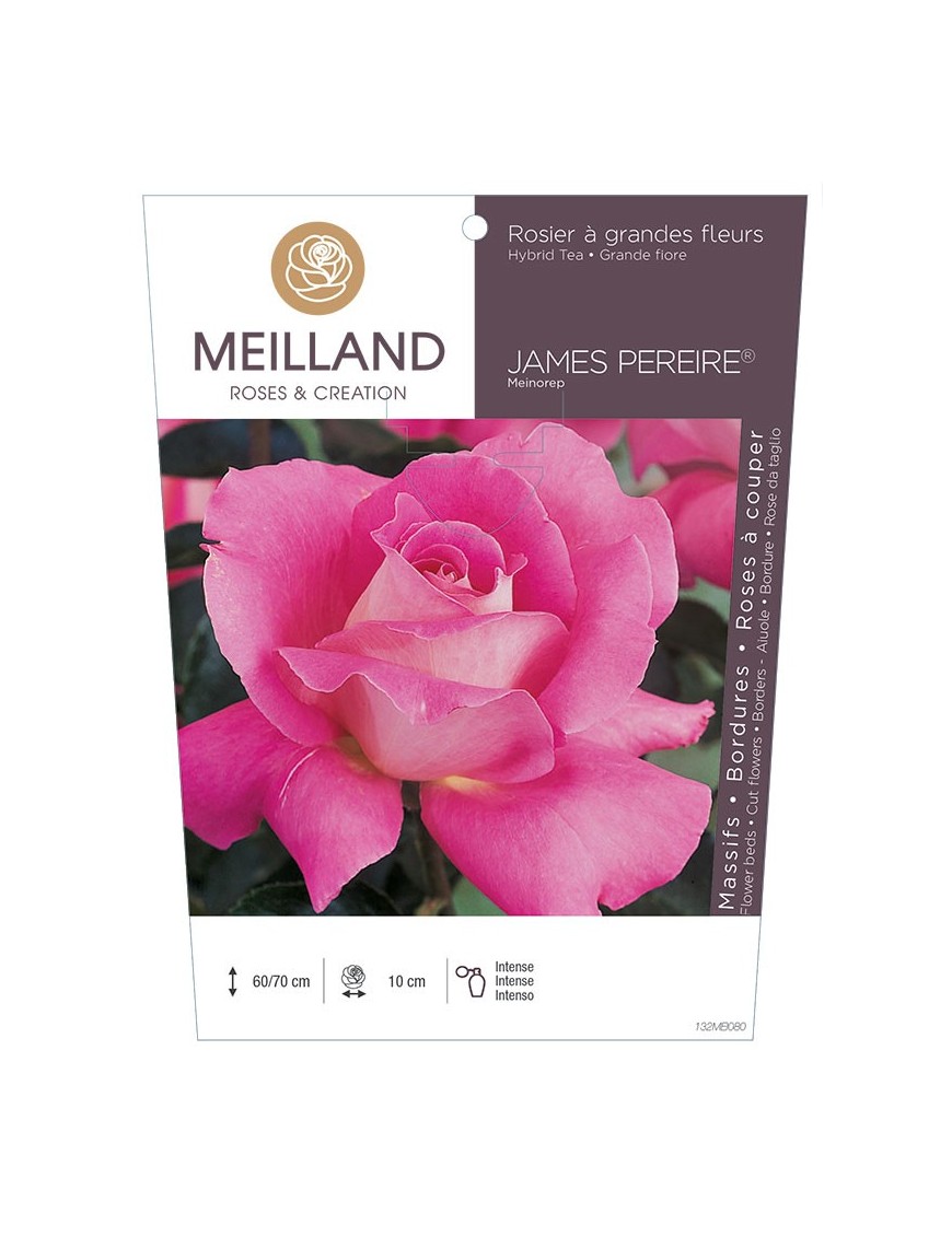 Rosier à grandes fleurs JAMES PEREIRE ® Meinorep