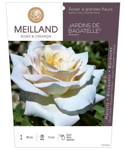 Rosier à grandes fleurs JARDINS DE BAGATELLE ® Meimafris