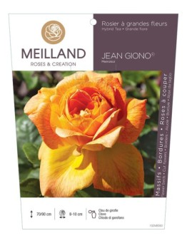 Rosier à grandes fleurs JEAN GIONO ® Meirokoi