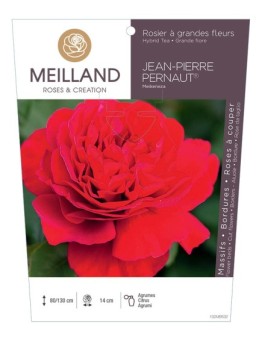 Rosier à grandes fleurs Jean-Pierre PERNAUT® Meikeneza
