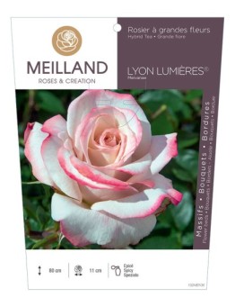 Rosier à grandes fleurs LYON LUMIERES ® Meivanae