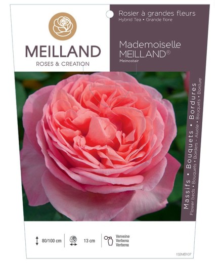 Rosier à grandes fleurs MADEMOISELLE MEILLAND ® Meinostair