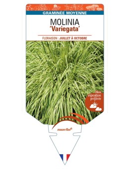 MOLINIA (caerulea) Variegata