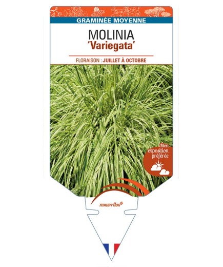 MOLINIA (caerulea) Variegata