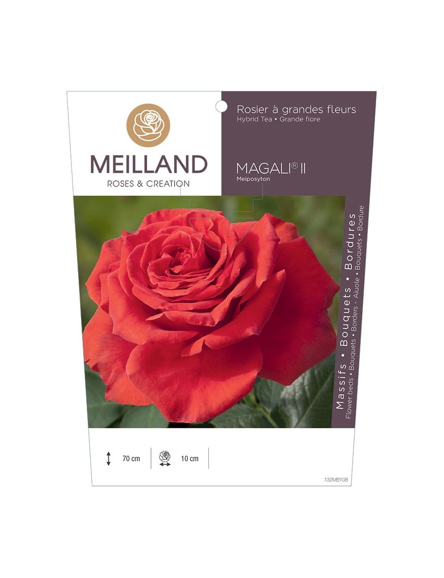 Rosier à grandes fleurs MAGALI ® II Meiposyton