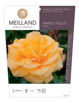 Rosier à grandes fleurs MARCO POLO ® Meipaleo