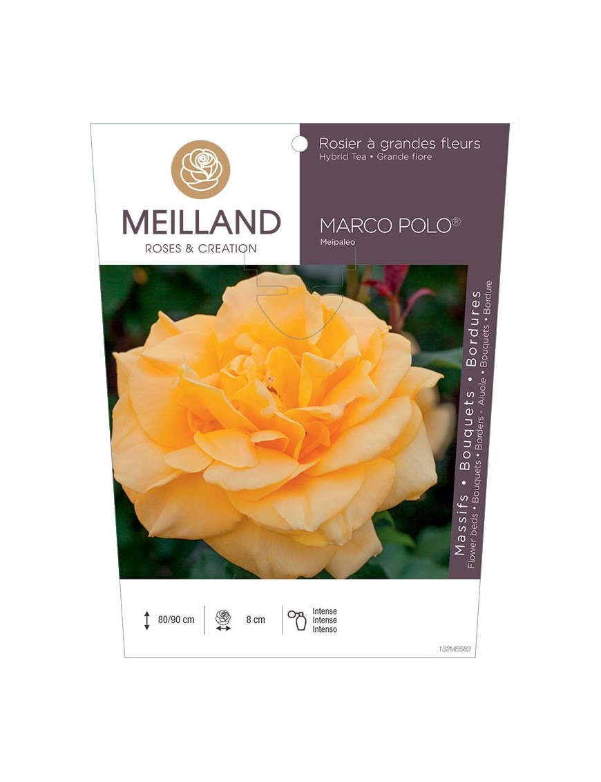 Rosier à grandes fleurs MARCO POLO ® Meipaleo