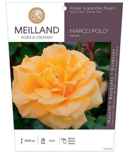 Rosier à grandes fleurs MARCO POLO ® Meipaleo