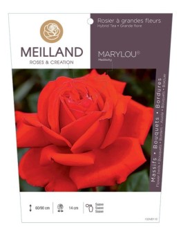 Rosier à grandes fleurs MARYLOU ® Meilitchy