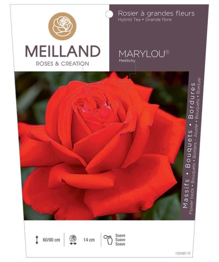 Rosier à grandes fleurs MARYLOU ® Meilitchy