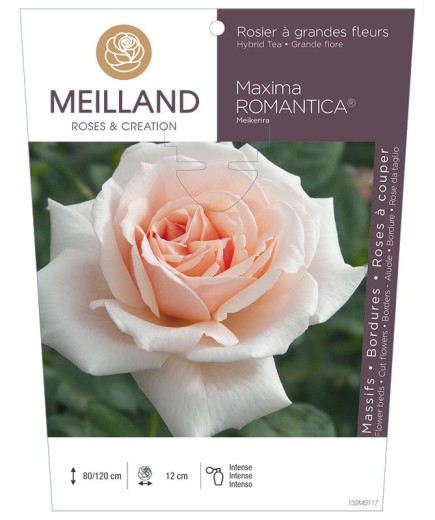 Rosier à grandes fleurs MAXIMA ROMANTICA ® Meikerira