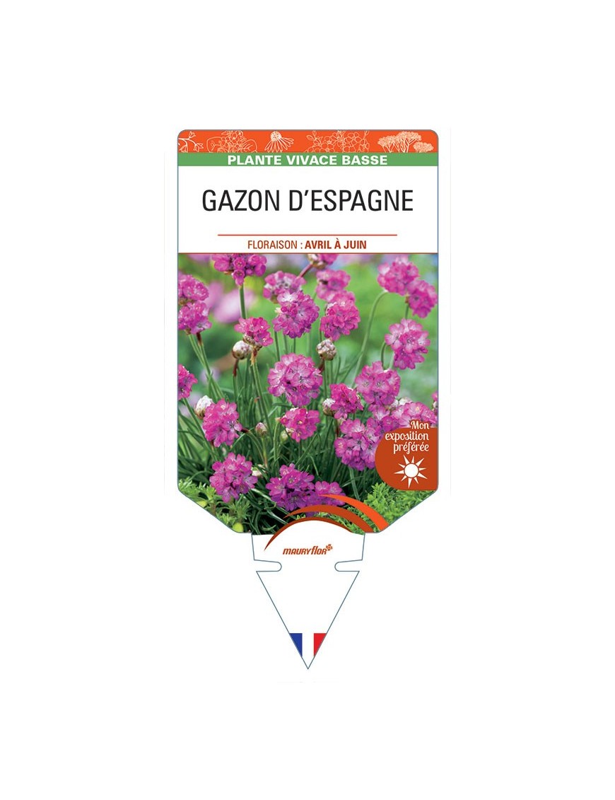 ARMERIA maritima rouge voir GAZON D'ESPAGNE (rouge)