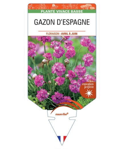 ARMERIA maritima rouge voir GAZON D'ESPAGNE (rouge)