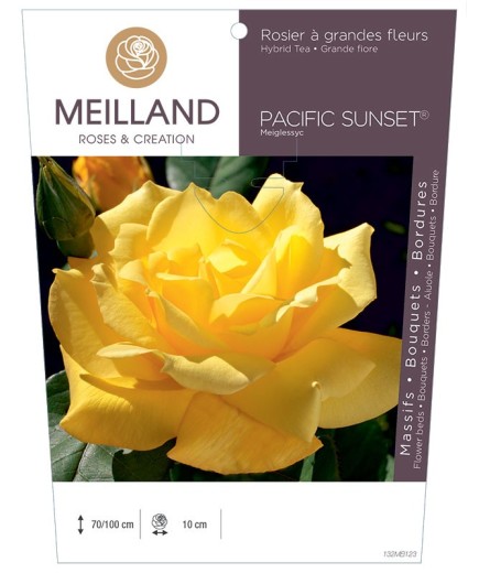 Rosier à grandes fleurs PACIFIC SUNSET ® Meiglessyc