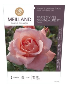 Rosier à grandes fleurs PARIS D'YVES SAINT LAURENT ® Meivamo