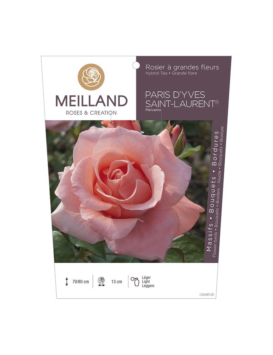 Rosier à grandes fleurs PARIS D'YVES SAINT LAURENT ® Meivamo