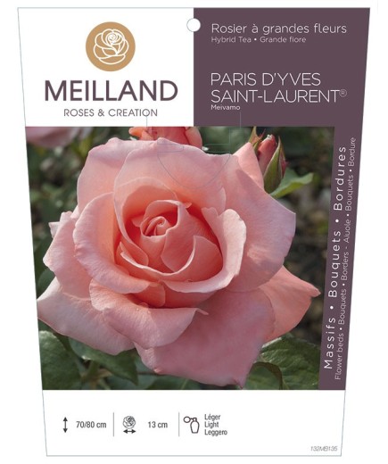 Rosier à grandes fleurs PARIS D'YVES SAINT LAURENT ® Meivamo