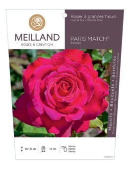 Rosier à grandes fleurs PARIS MATCH ® Richotale