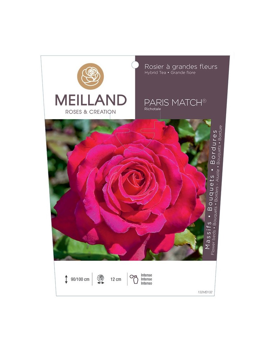 Rosier à grandes fleurs PARIS MATCH ® Richotale