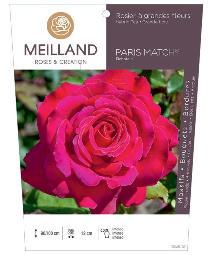 Rosier à grandes fleurs PARIS MATCH ® Richotale
