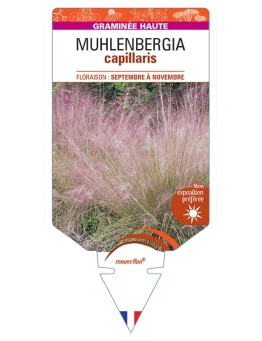 MUHLENBERGIA capillaris