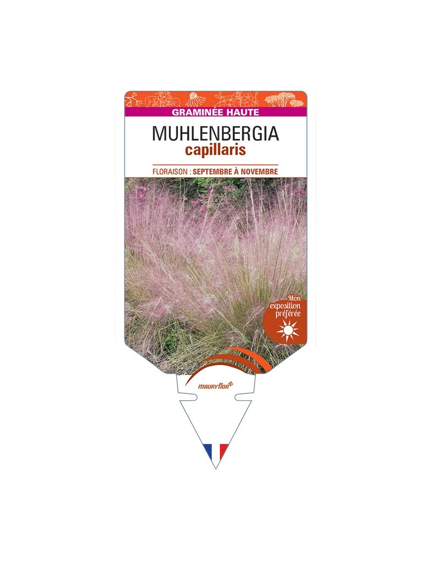 MUHLENBERGIA capillaris