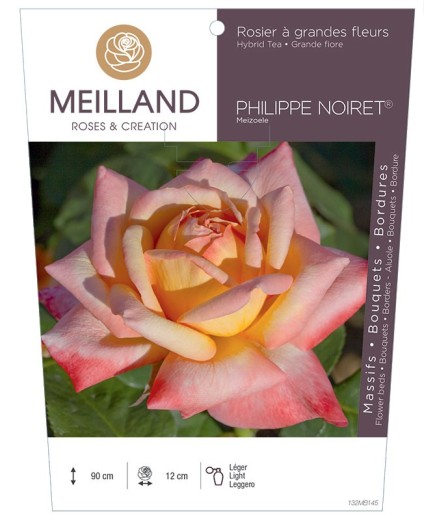 Rosier à grandes fleurs PHILIPPE NOIRET ® Meizoele