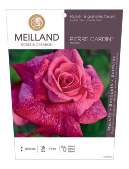 Rosier à grandes fleurs PIERRE CARDIN ® Meilolipo