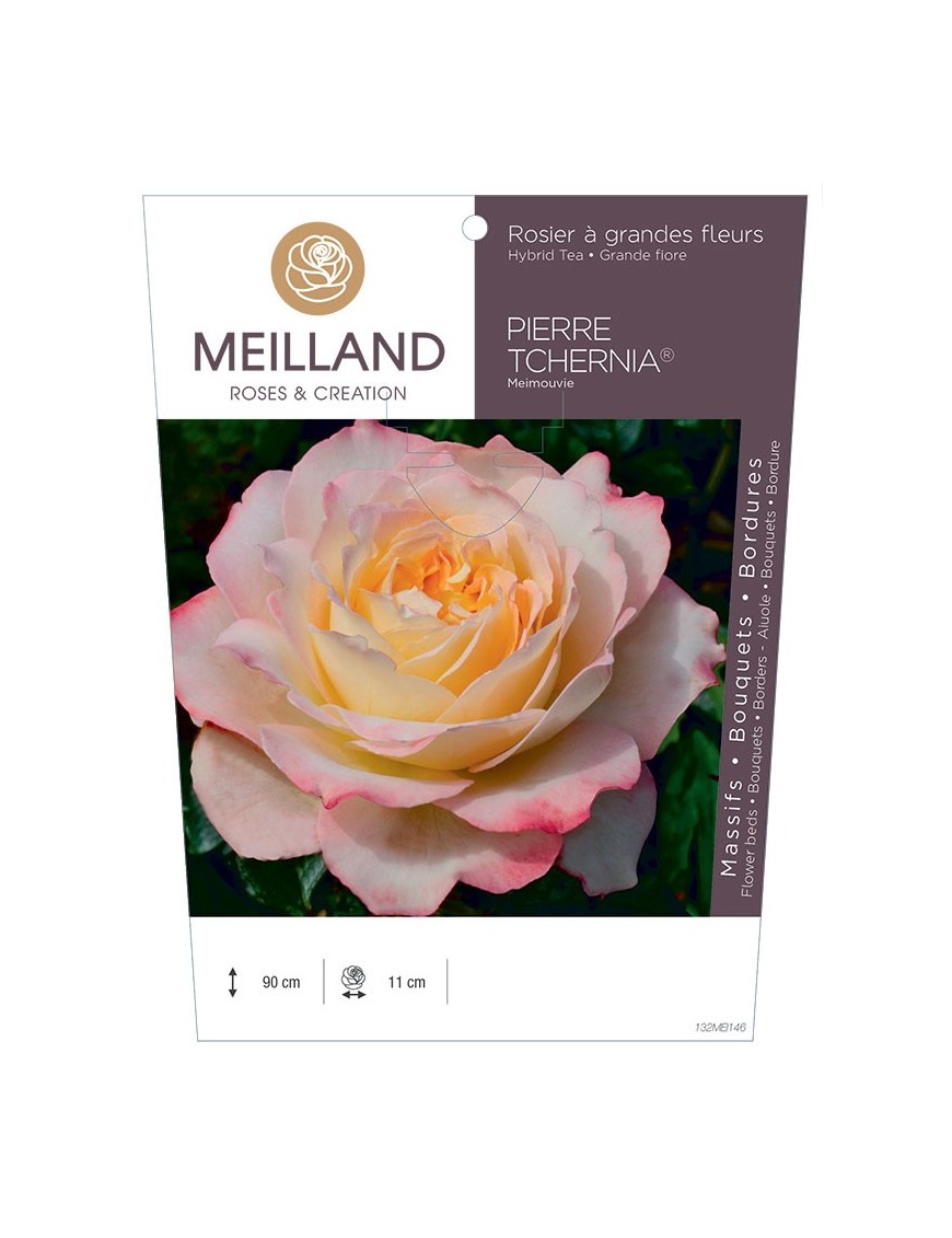 Rosier à grandes fleurs PIERRE TCHERNIA ® Meimouvie