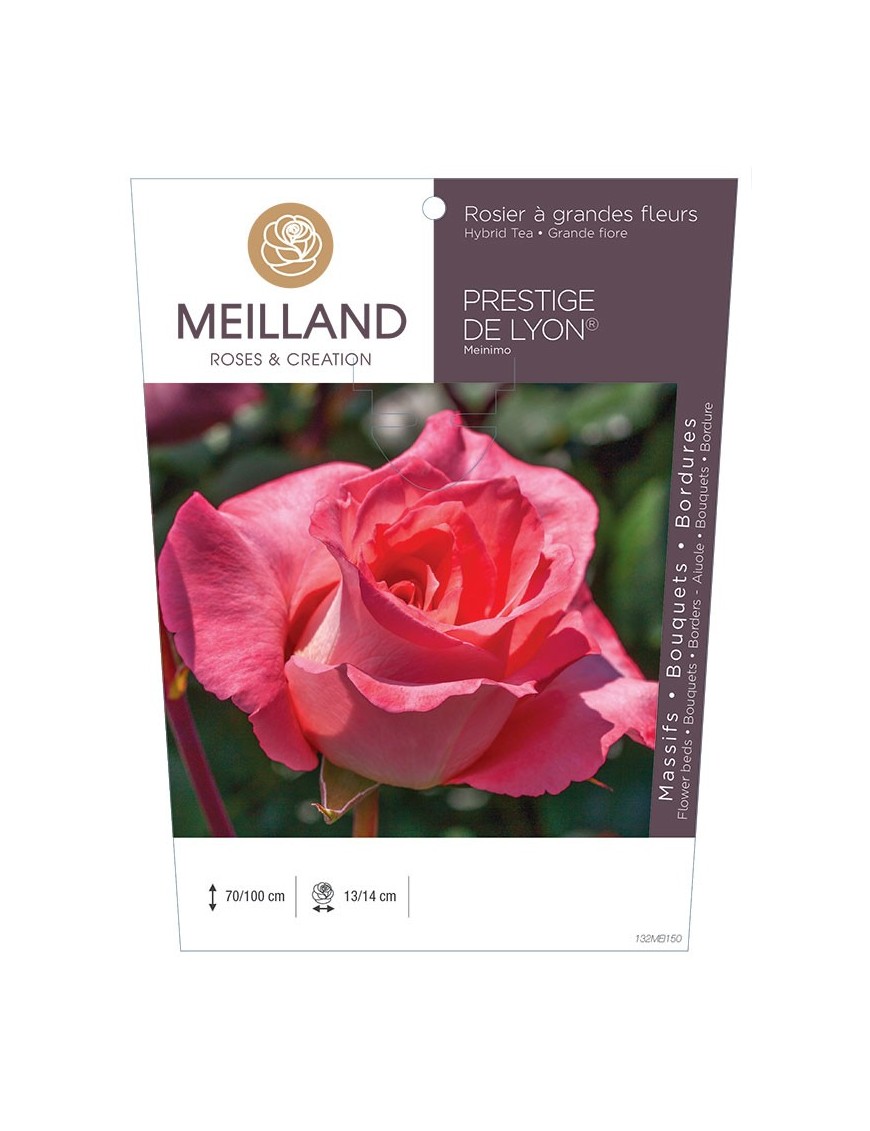 Rosier à grandes fleurs PRESTIGE DE LYON ® Meinimo *