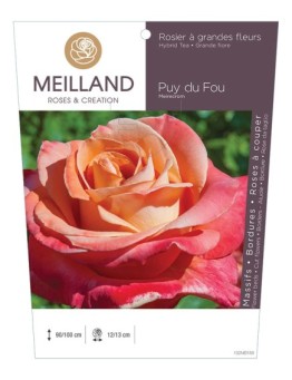 Rosier à grandes fleurs PUY DU FOU ® Meirecrom *