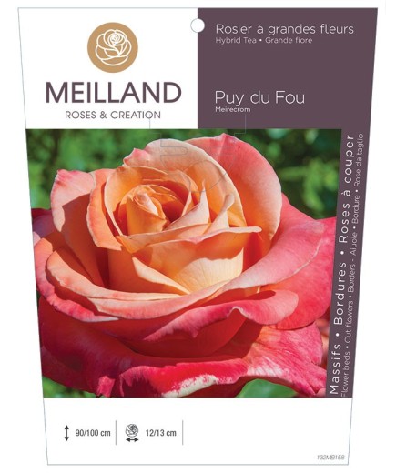 Rosier à grandes fleurs PUY DU FOU ® Meirecrom *