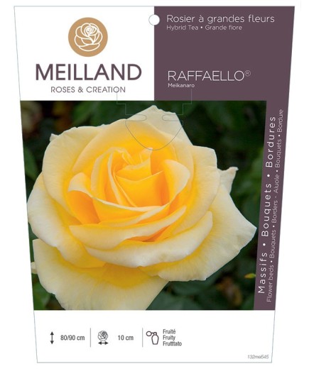Rosier à grandes fleurs RAFFAELLO ® Meikanaro