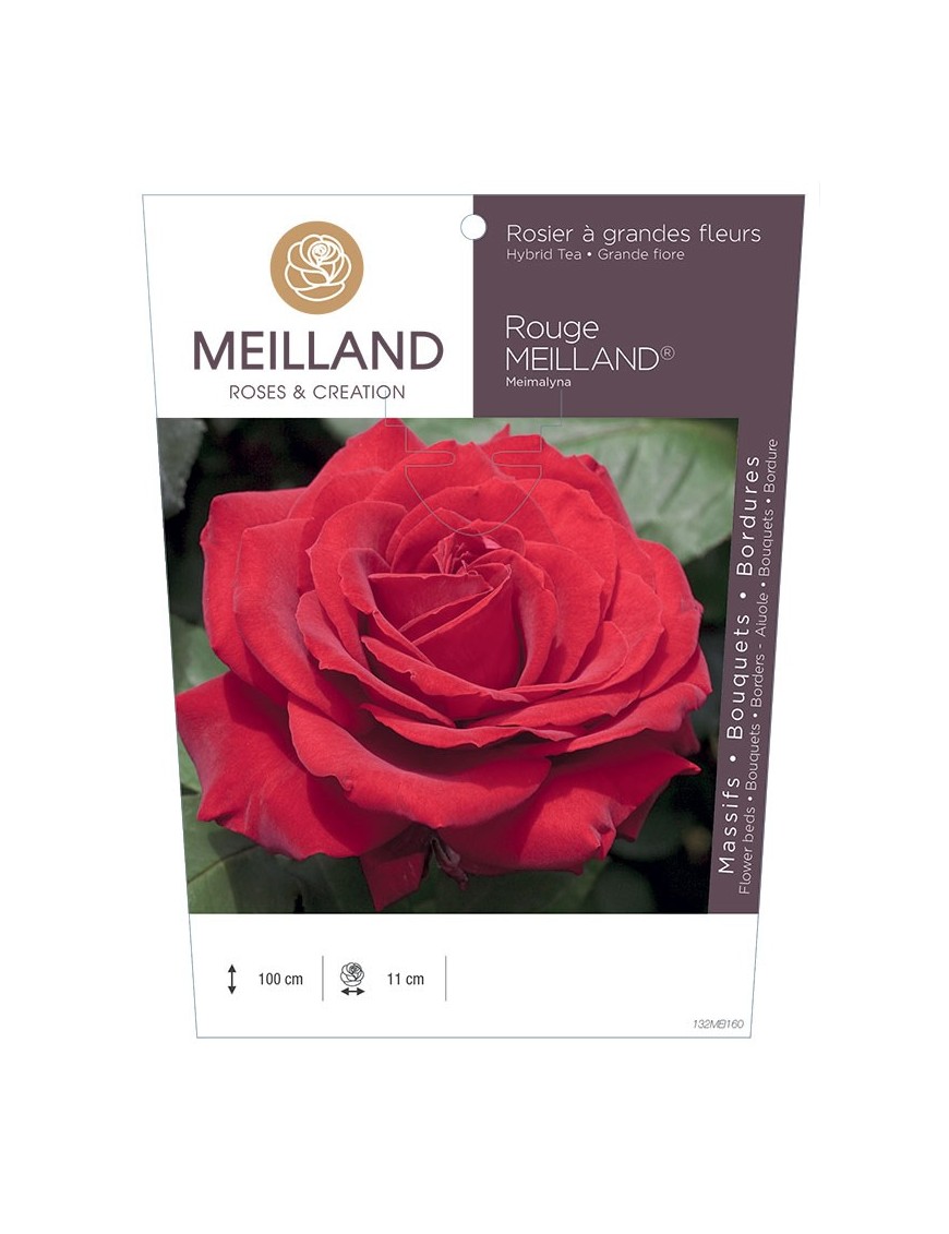 Rosier à grandes fleurs ROUGE MEILLAND ® Meimalyna