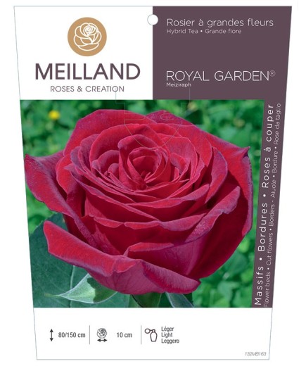 Rosier à grandes fleurs ROYAL GARDEN ® Meiziraph