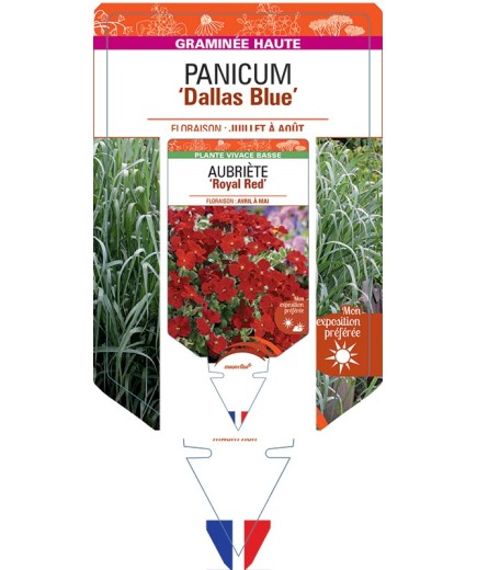 PANICUM (virgatum) Dallas Blue