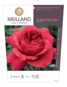 Rosier à grandes fleurs RUBAN ROUGE ® Meiprehmyr